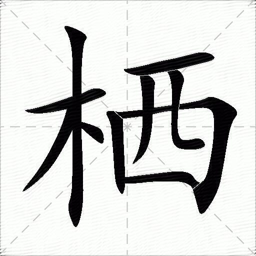 栖